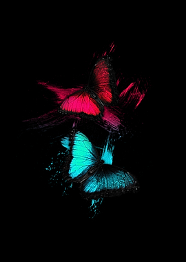 Two Butterflies on Black