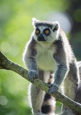 Ring-tailed Lemur on Branch