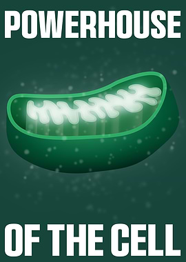 Mitochondria: Powerhouse of the Cell