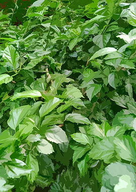 Green Foliage OA6