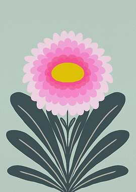 Pink Chrysanthemum Illustration