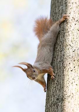 Squirrel on Tree Trunk