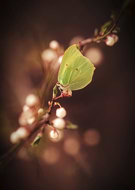 Green Butterfly on Branch