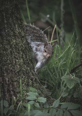 Squirrel on Tree Trunk