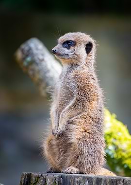 Meerkat Standing Tall