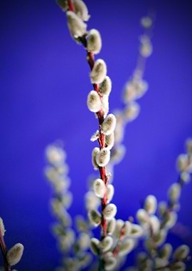 Willow Branch with Buds Floral Art