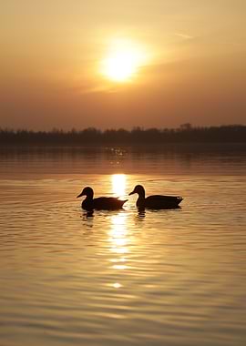 Ducks at Sunset