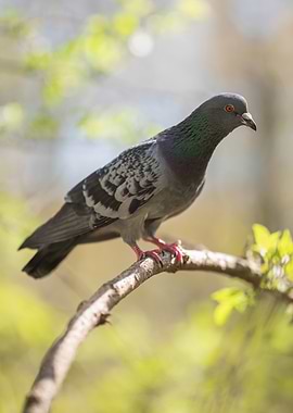 Pigeon on Branch