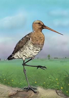 Black-tailed Godwit Illustration