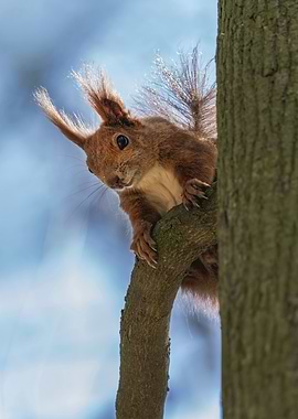 Red Squirrel on Branch