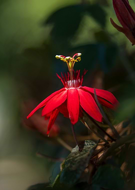 Red Passion Flower Bloom