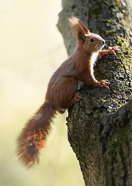 Red Squirrel on Tree Trunk