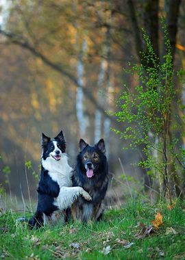 Two Purebred Dogs in a Forest