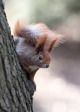 Red Squirrel on Tree Trunk