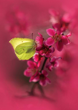 Butterfly on Pink Flowers