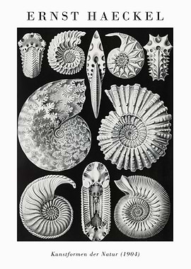 Ernst Haeckel Ammonite Illustration