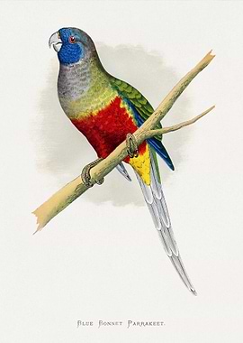Blue Bonnet Parrakeet