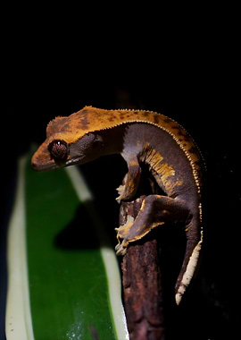 Crested Gecko on Branch