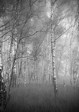 Misty Birch Forest