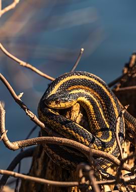 Garter Snake on Branch