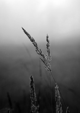Grasses in Fog