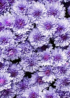 Purple Chrysanthemum Bouquet
