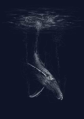 Humpback Whale Line Art