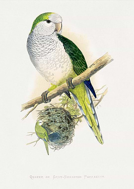 Quaker or Grey-breasted Parrakeet