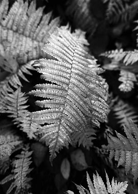 Fern Fronds in Black and White