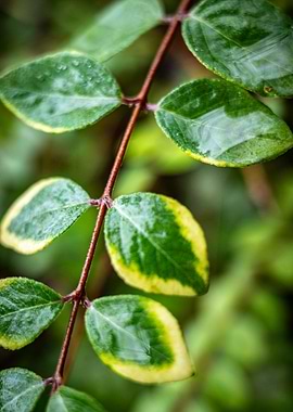 Green and Yellow Leaves