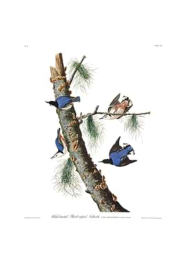 The Birds of America - White-breasted Black-capped Nuthatch