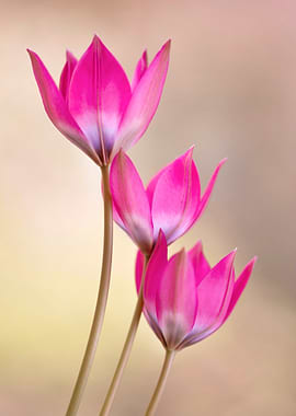 Pink Tulips Close-Up