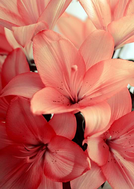 Pink Lily Close-Up