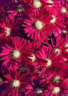 Vibrant Pink Flowers
