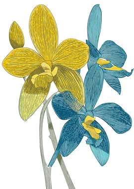 Yellow and Blue Orchids