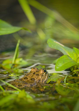 Frog in Water