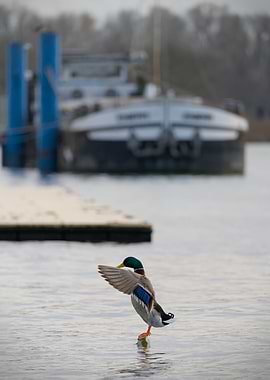 Mallard Duck in Front of a Barge