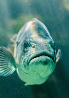 Close-up Fish Portrait