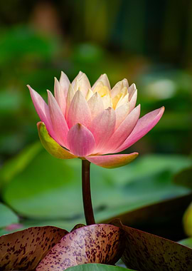 Pink Water Lily Blossom