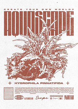 Hygrophila Pinnatifida Aquascaping Fish Keeper
