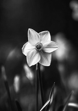 Black and White Daffodil