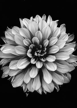 Black and White Dahlia