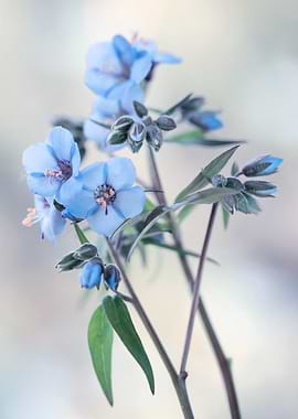 Delicate Blue Flowers
