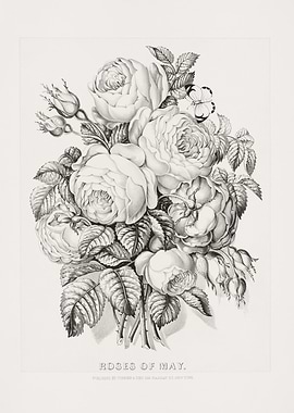 Roses of May Vintage Print