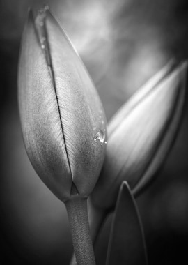 Black and White Tulip Bud