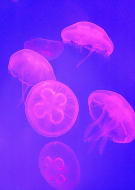 Pink Jellyfish in Blue Water
