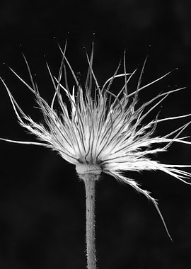 Black and White Flower