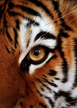 Tiger Eye Close-Up