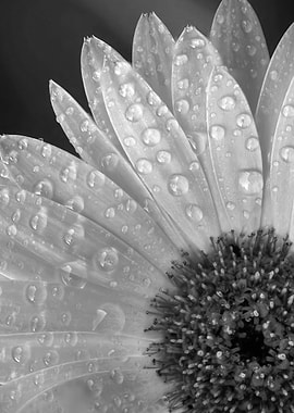 Black and White Flower with Dew Drops