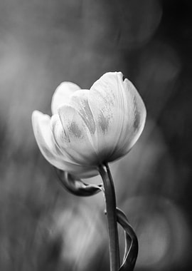 Black and White Tulip